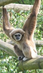 Lar gibbon Lar gibbon