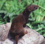 Least weasel Least weasel