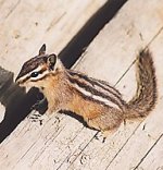 Least chipmunk Least chipmunk