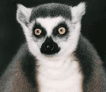 lemur catta lemur catta