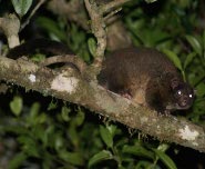 Lemuroid ringtail possum