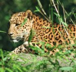 Leopard Leopard