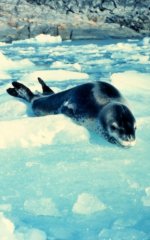 Leopard seal Leopard seal