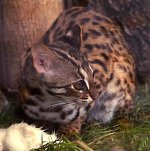 Leopard cat Leopard cat