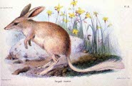 Lesser bilby Lesser bilby