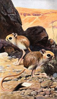 Lesser Egyptian Jerboa Lesser Egyptian Jerboa