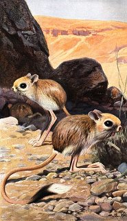 Lesser Egyptian Jerboa