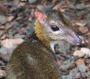 Lesser mouse deer Lesser mouse deer