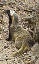 Lesser grison Lesser grison