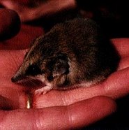Lesser hairy-footed dunnart Lesser hairy-footed dunnart