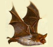 Lesser Mouse-Eared Bat