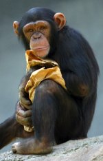 Chimpanzee Chimpanzee