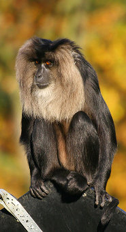 Lion-tailed macaque Lion-tailed macaque