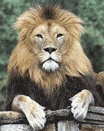 Lion Lion
