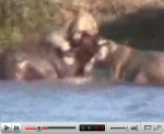 Lions chasing a buffalo baby then crocodile comes in Lions chasing a buffalo baby then crocodile comes in