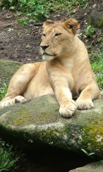 Lioness Lioness