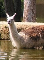 Llama Llama