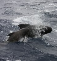 Long-finned pilot whale