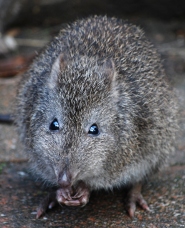 Long nosed potoroo Long nosed potoroo