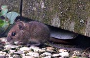 Long-tailed field mouse Long-tailed field mouse