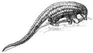 Long-tailed pangolin Long-tailed pangolin