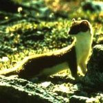Long tailed weasel Long tailed weasel