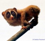 Red Slender Loris