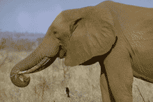 African elephant African elephant