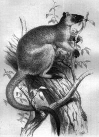 Lumholtz's tree kangaroo Lumholtz's tree kangaroo