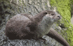 european otter european otter