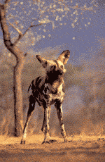 african wild dog african wild dog