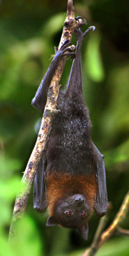 Lyle's flying fox Lyle's flying fox