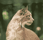 lynx lynx lynx lynx