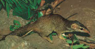 Madras tree shrew Madras tree shrew