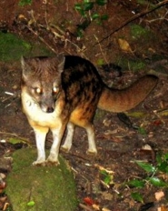Malagasy civet Malagasy civet