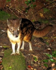 Malagasy civet