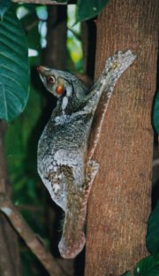 Malayan Flying Lemur Malayan Flying Lemur