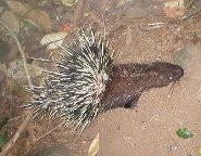 Malayan porcupine Malayan porcupine