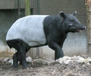 Malayan tapir Malayan tapir