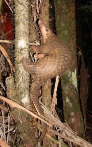 Malayan Pangolin Malayan Pangolin