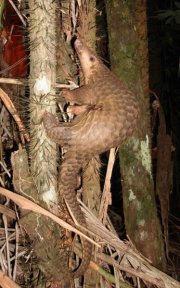 Malayan Pangolin