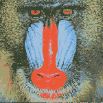 mandrill mandrill