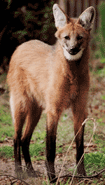 Maned wolf Maned wolf