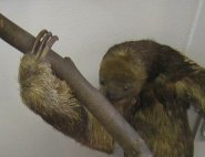 Maned three toed sloth Maned three toed sloth