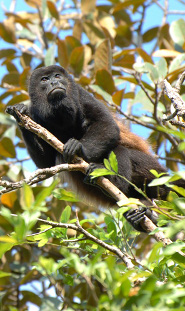 Mantled howler Mantled howler