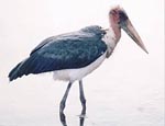 marabou marabou