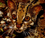 Marbled cat Marbled cat