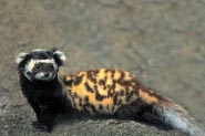 Marbled polecat Marbled polecat