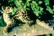 Margay Margay