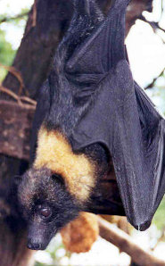 Mariana fruit bat Mariana fruit bat